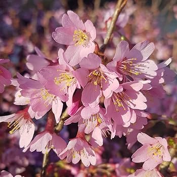 Amazon.com : Okame Cherry Blossom Plant - Japanese Cherry